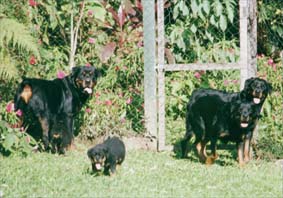 album de familia